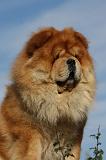 CHOW CHOW 408